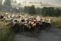 Une agriculture traditionnelle la transhumance